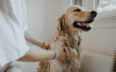 Pet Friendly Bathroom Upgrades